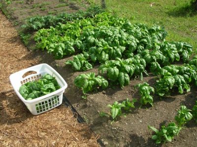 Winter Gardening Alaska-Style Image